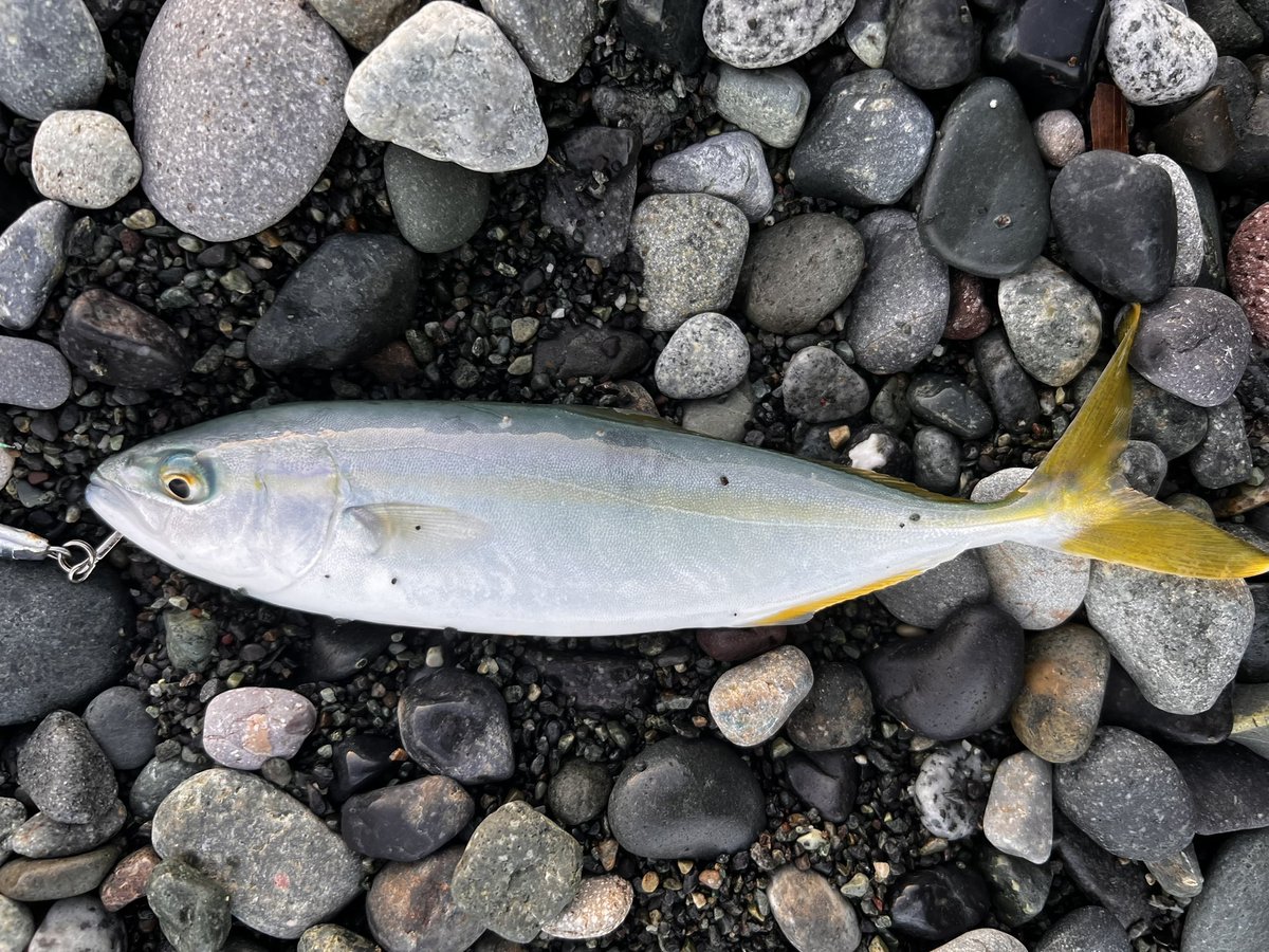 朝活より帰宅

あまりの暑さに限界ー🥵🥵

皆様、適度な水分補給をー

朝イチに珍しい良型のカマス

#西湘サーフ
#カマス
