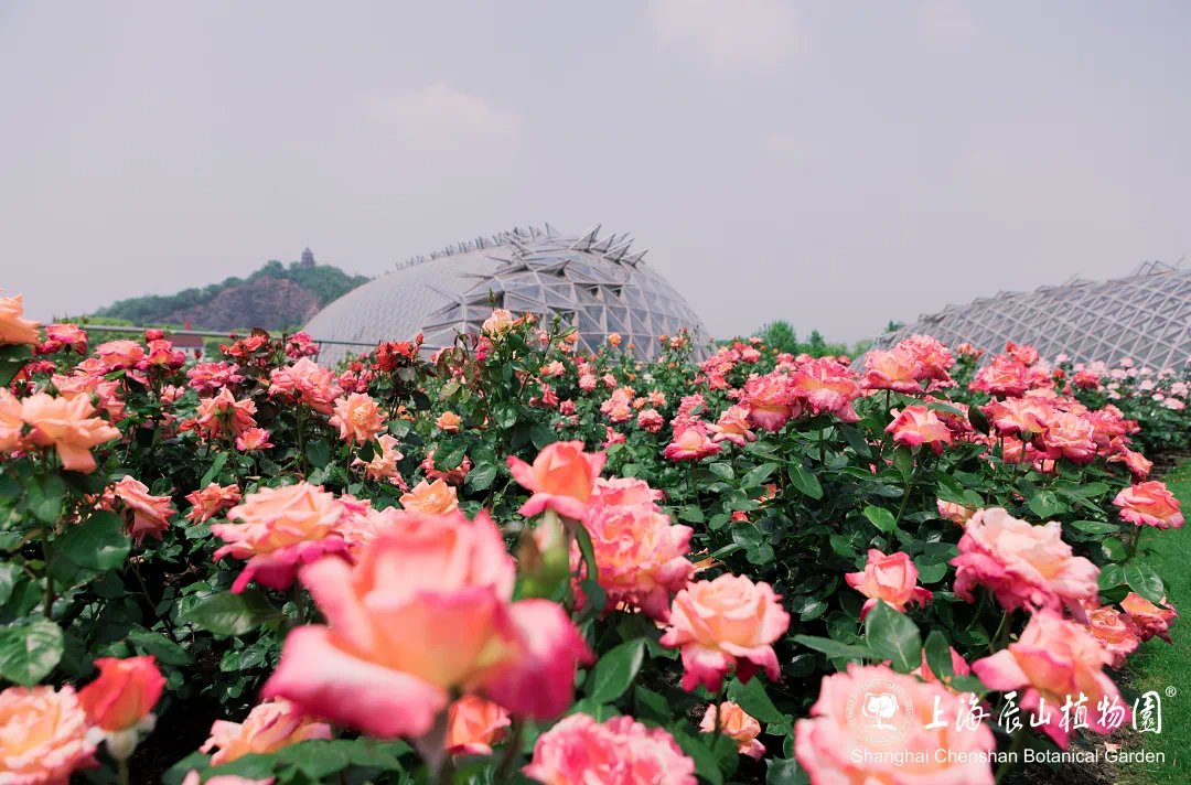 VisitSongjiang's tweet image. Sheshan National Tourism Resort is turning heads with its mix of #tourism, culture, commerce, sports, and exhibitions. From lively food festivals and rose gardens to e-sports events and cultural heritage tours, the resort is offering something for everyone this #summer.…