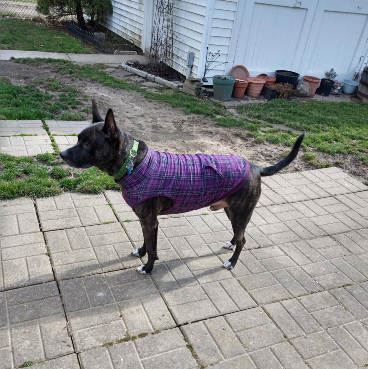 MHenry6120's tweet image. Mama says I look like I'm wondering if I left the stove on but I'm a doggo! I wonder what I'm really wondering...? 🤔