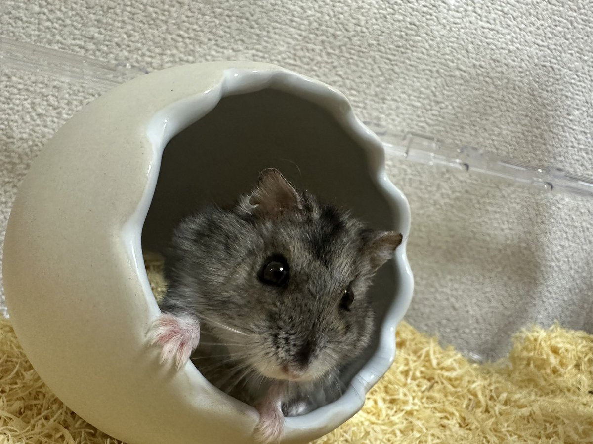 #IRIAMメンテ中のフォロー祭り

🥀ゲラ・低音ボイス・歌うま
🏹たまにFA落とします
🥀笑い方が弾けたポップコーン
🏹たまにハムスターにメロメロ
🥀浮気されて9万持ち逃げされました

❤️♻️気になる方
💬👤全お迎え！

#IRIAMライバーさんと繋がりたい 
 #IRIAMライバーと繋がりたい