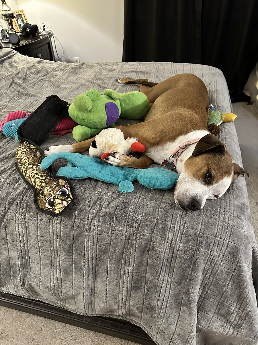 LSU_Mellie's tweet photo. Sometimes you need a toy or five… #MaddiePoo #MadelineWalsh #NeverEnoughToys #SpoiledPuppy #RottenDog #OurBaby #DogsOfX #BulldogsOfX https://t.co/TGfomR4jkL