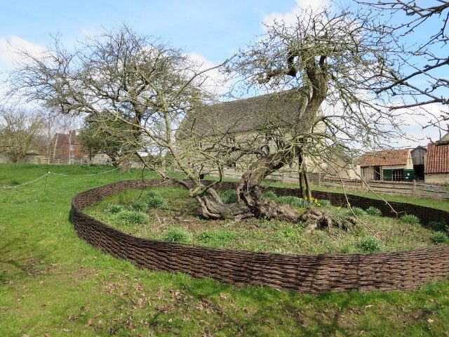 Este es el manzano donde Isaac Newton descubrió la gravedad. Este árbol sigue creciendo en Woolsthorpe Manor hoy en día y ahora tiene más de 350 años.