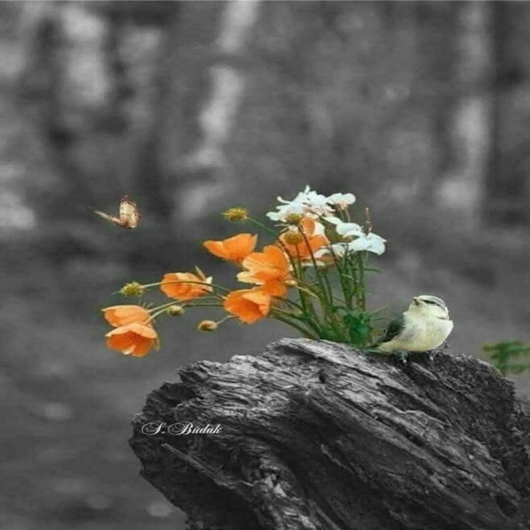"أعظم النعم بالحياة راحة البال ..
إن شعرت بها، فأنت تملك كل شيء "
#صباح_الخير