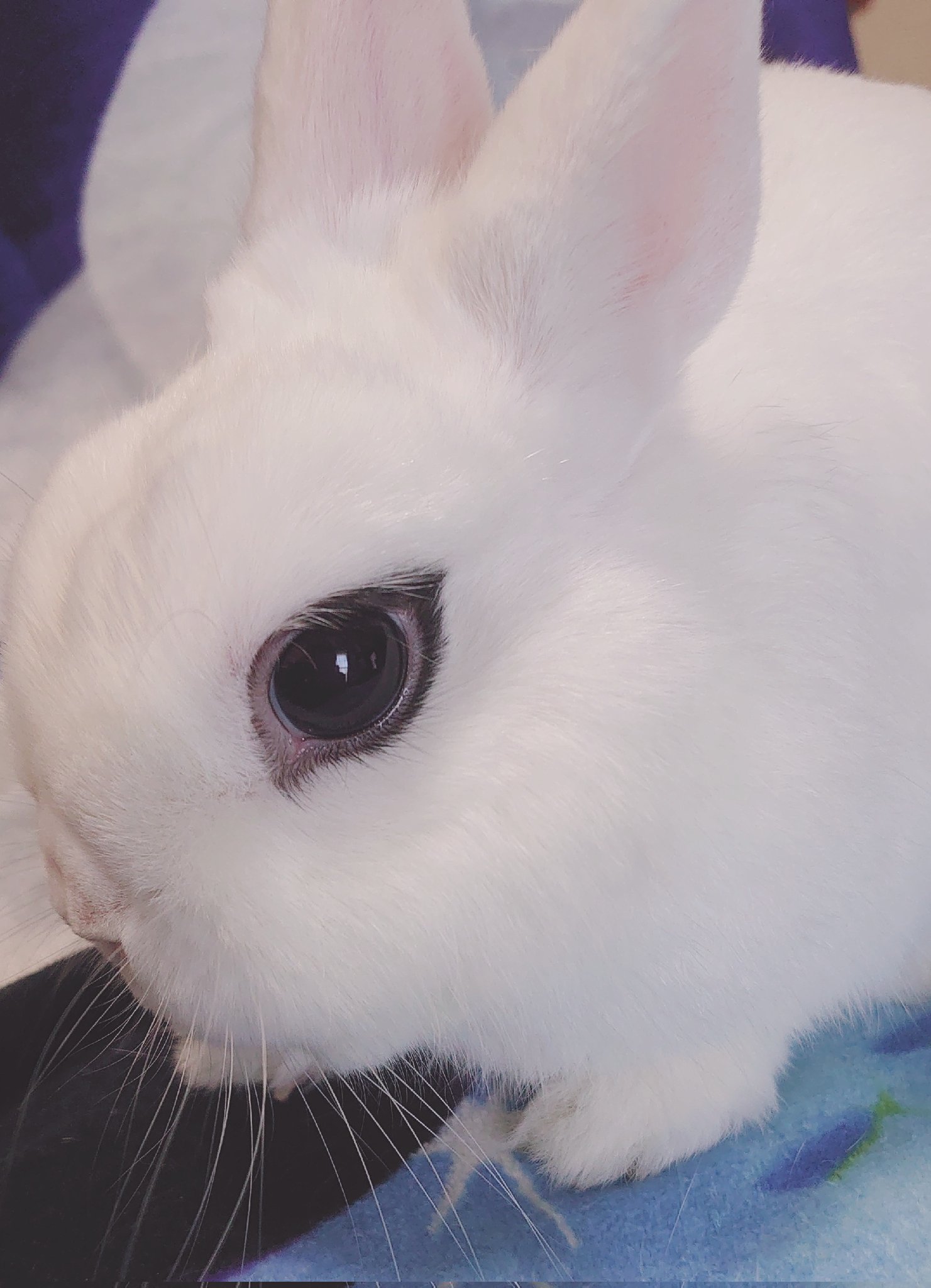 お待たせ! TRAP/ボーマス60⋆ᙏ BuNNY *✨️  X: on ネイルチップ・付け爪