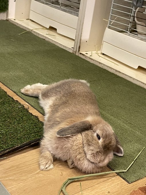 うさぎカフェ もふれる