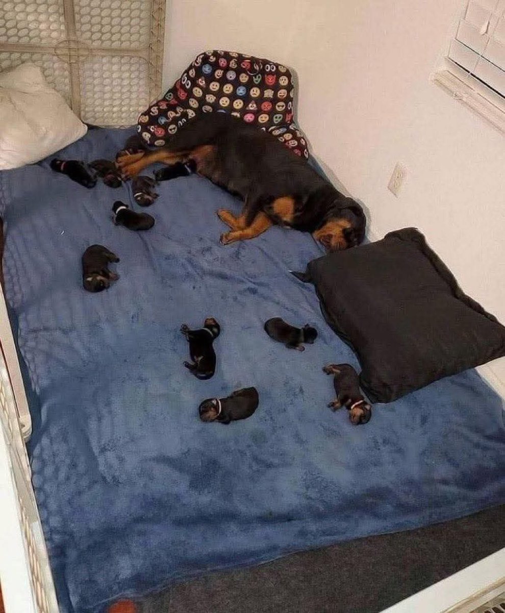 DiloConPerritos's tweet photo. Una pijamada real https://t.co/VPj1exrRie