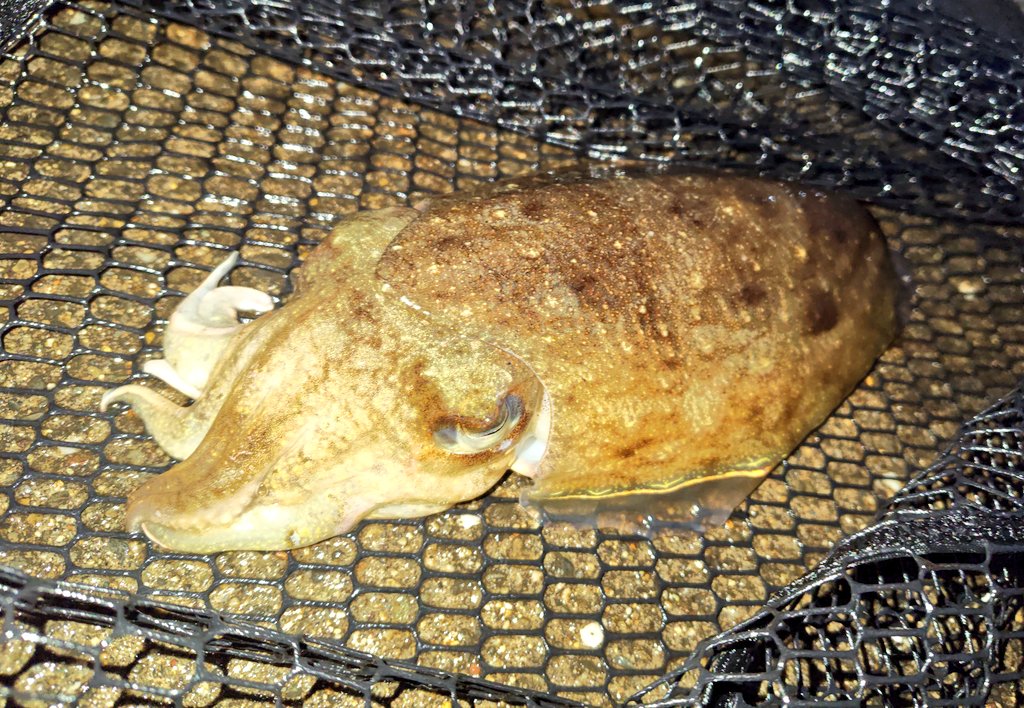またまた仕事帰りにエギング🎣

まだイカパンチの感覚とか分からないけど、少しずつ上達してる気がしてる😳

エギを引っ張られるアタリがたまらなく好き✨

そろそろアオリイカも釣ってみたいな🦑

#エギング #コウイカ