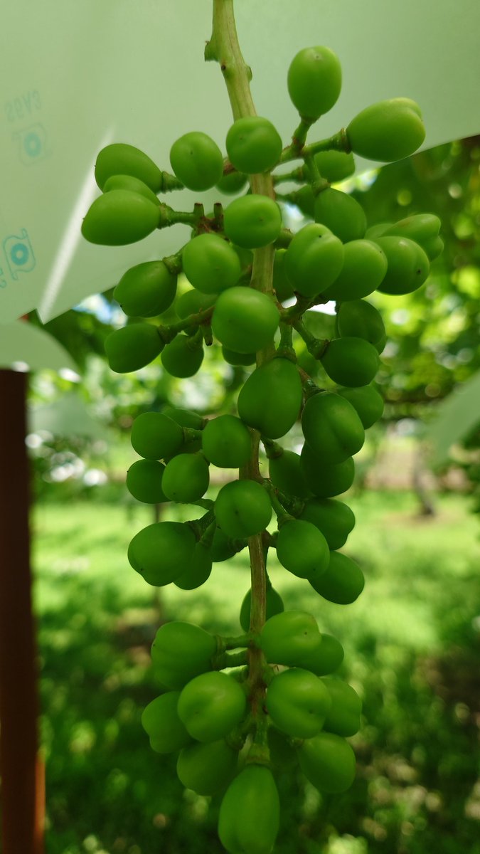 先週くらいまで涼しくて良かったのですけど
今日はクソ暑いです…現在34度😵‍💫

今はシャインの予備摘粒と2回目のジベ
#シャインマスカット