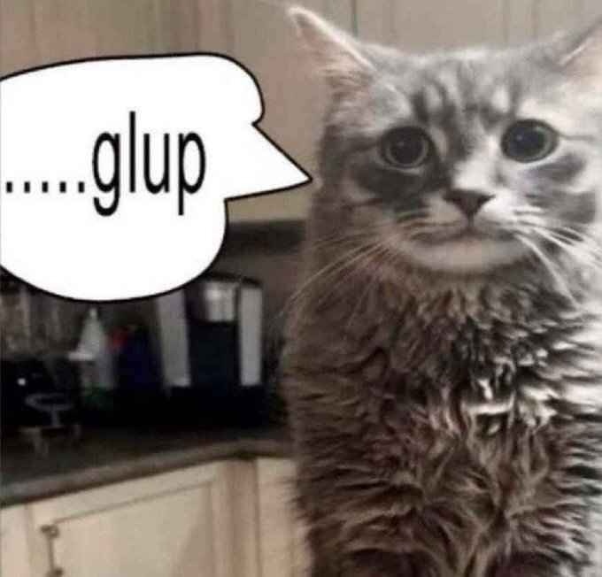 Punch Cat tweet media