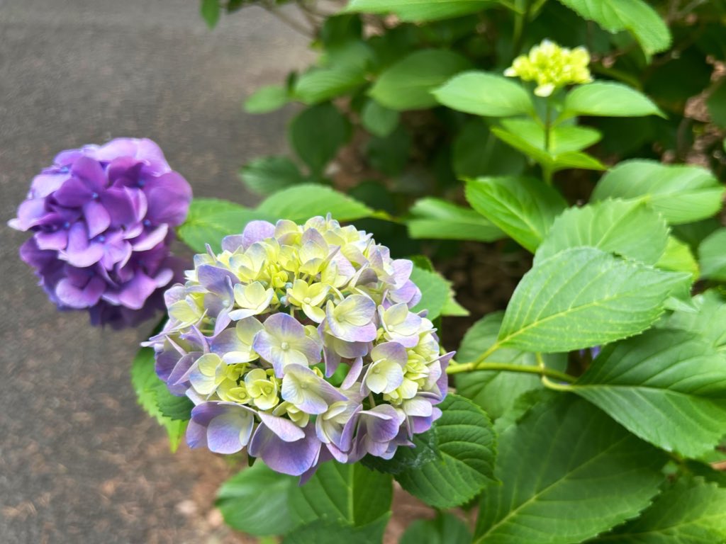 ametsuchi_aroma's tweet photo. 大好きな紫陽花の季節。
鮮やかな色に見とれながら
「もし香りがあったらどんな香り？」と
今年も楽しんでいます◎
#紫陽花 #日比谷公園 #アロマ調香 #ameさんぽ https://t.co/fY4S6LlSUt