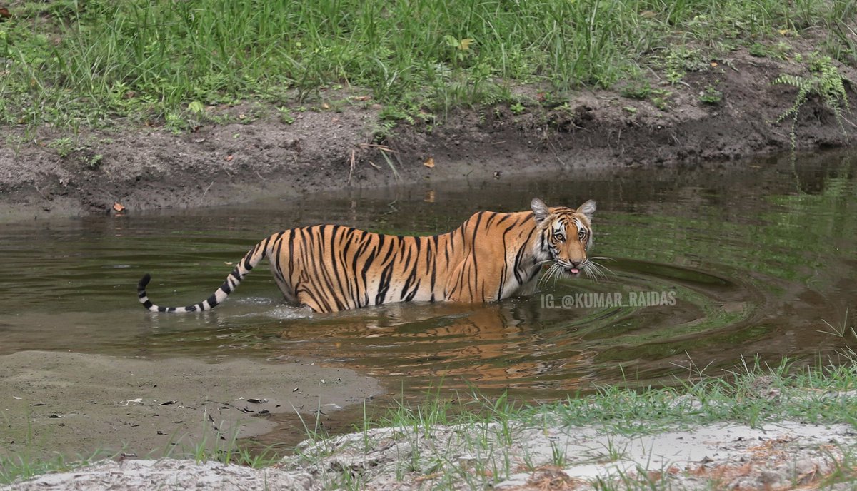 Roar your truth, even when the world tries to silence you

Kishanpur Range Lakhimpur UP June 2025

Shot on @canon @canon 6D  Mark 2
70-200 mm 
#photography #photo #tiger #wildlifephotography #wild #wildlife #wildlifeofindia #natgeowild #natgeowild #sanctuaryasia #bbcearth #tiger