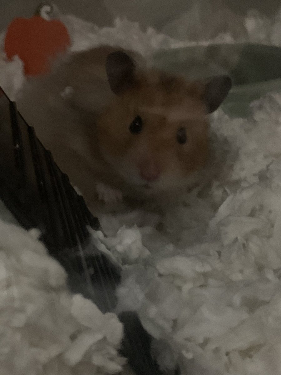 Dani🩷 tweet media