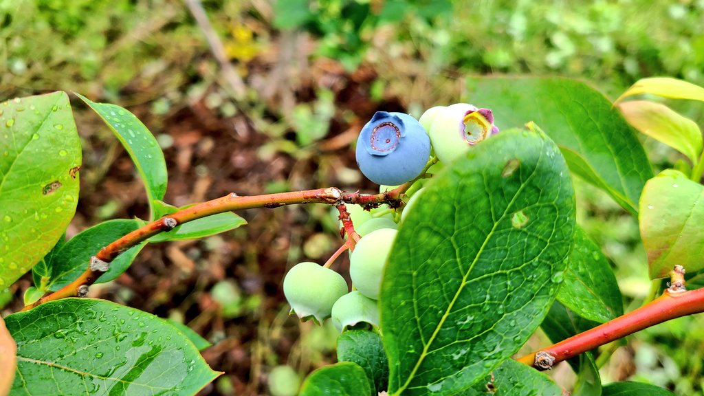 早い品種は色づき始めました！
今月末には収穫が始まりそうです✨