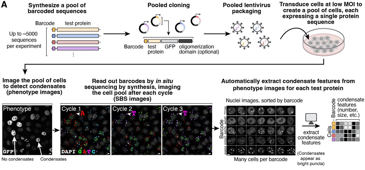 KalliKappel's tweet image. In the nucleus, many intrinsically disordered proteins (IDPs) form condensates. What IDP sequence features drive this behavior? We developed CondenSeq, a high-throughput method to measure nuclear condensate formation & applied it to ~14000 IDPs to find out
rdcu.be/eq975