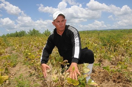 La Milagrosa del Ruso minag.gob.cu/noticias/la-mi… #AgriculturaCubana <a href="/MinagCuba/">Ministerio de la Agricultura de Cuba</a>