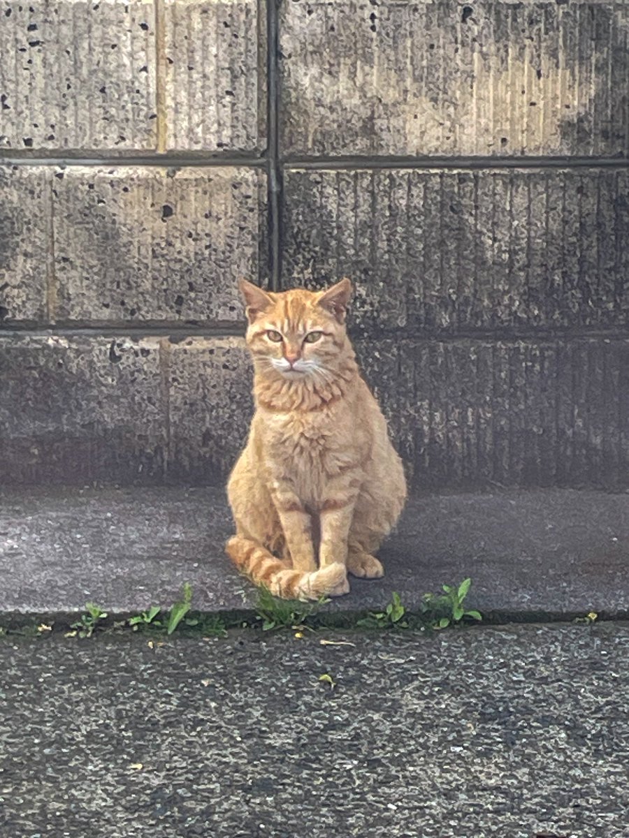 通勤途中、たまに会うねこ様🐈