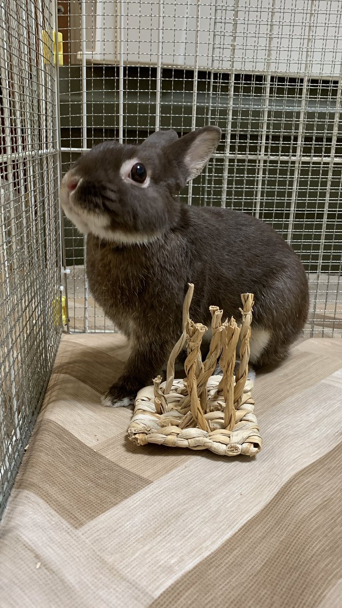 🐰この香りは！？🐽
#うさぎのマーチン
#バニーズエンターテインメント