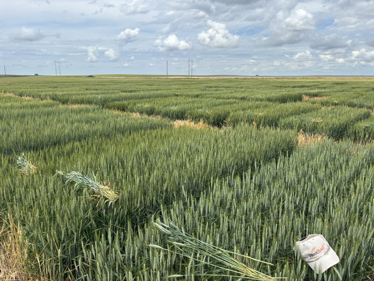 AdamLBray's tweet image. Any day spent in the field is a great day for a breeder, especially in Montana! We are committed to delivering the best solid stem products for wheat stem sawfly. #WestBred #HRWW #WB4444 #WB4733CLP