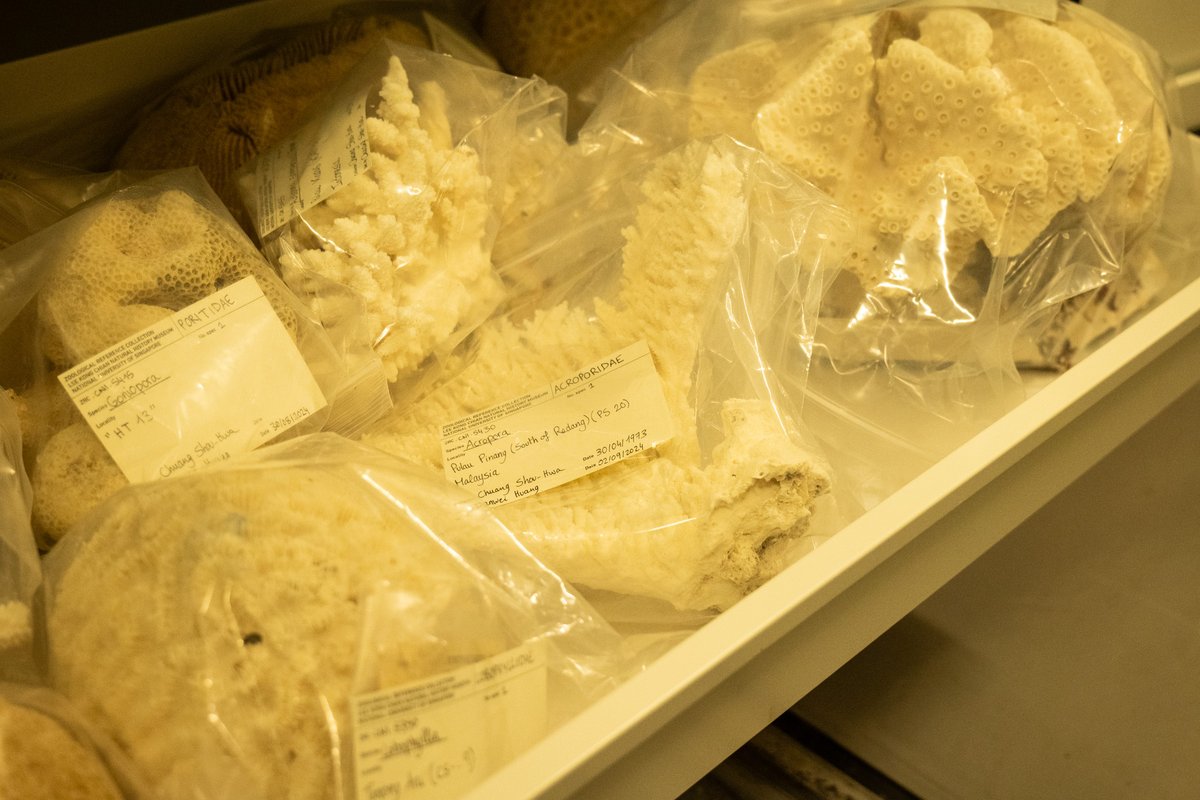 lkcnhm's tweet image. Last Wed, 11 Jun, we were honoured to host Dr Chuang’s family for a special tour of the Museum. They had the opportunity to see the specimens collected by him some 50 years ago, which are now carefully preserved in our collections —some of which are on showcase in our gallery.