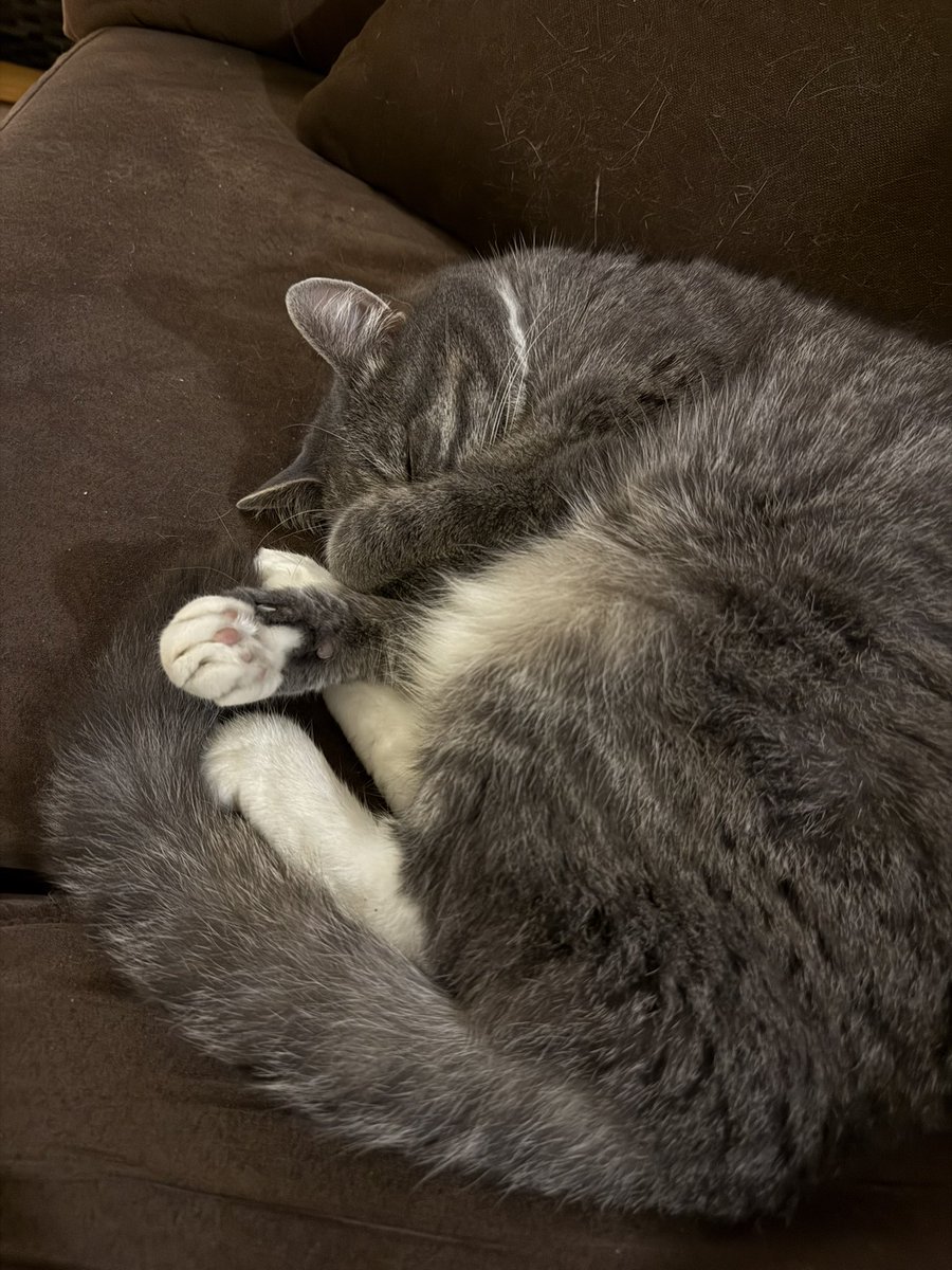 GJOH29's tweet photo. Buddy is pleased that Shohei has 2 RBI’s so far in this game that he has also pitched in. 💙 #Game73
#Dodgers https://t.co/89x2ehnDEc