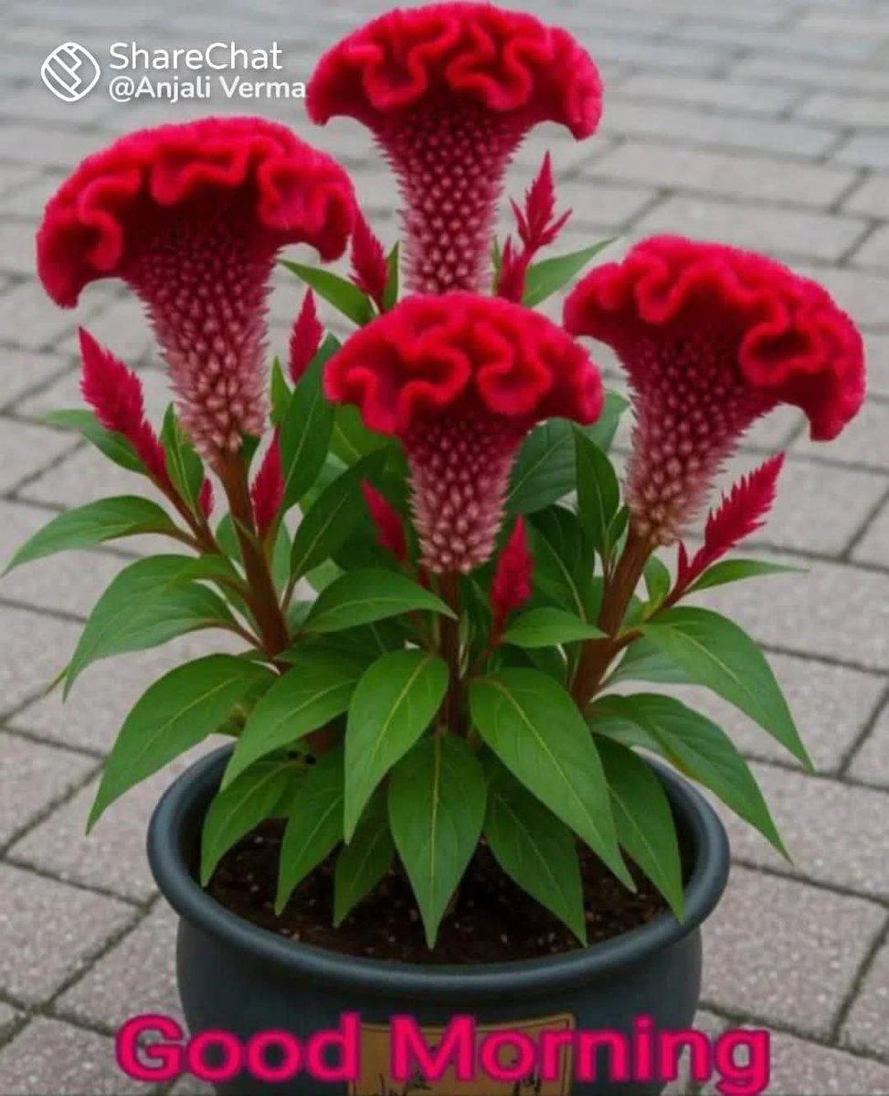 सुबह सवेरे का राम राम 🚩

Good Morning Xmate 🌞