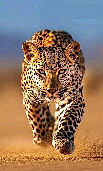 <a href="/amazingpicsa/">Amazing Pics</a>