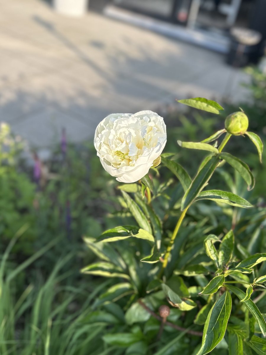 Good morning 🤍☕️