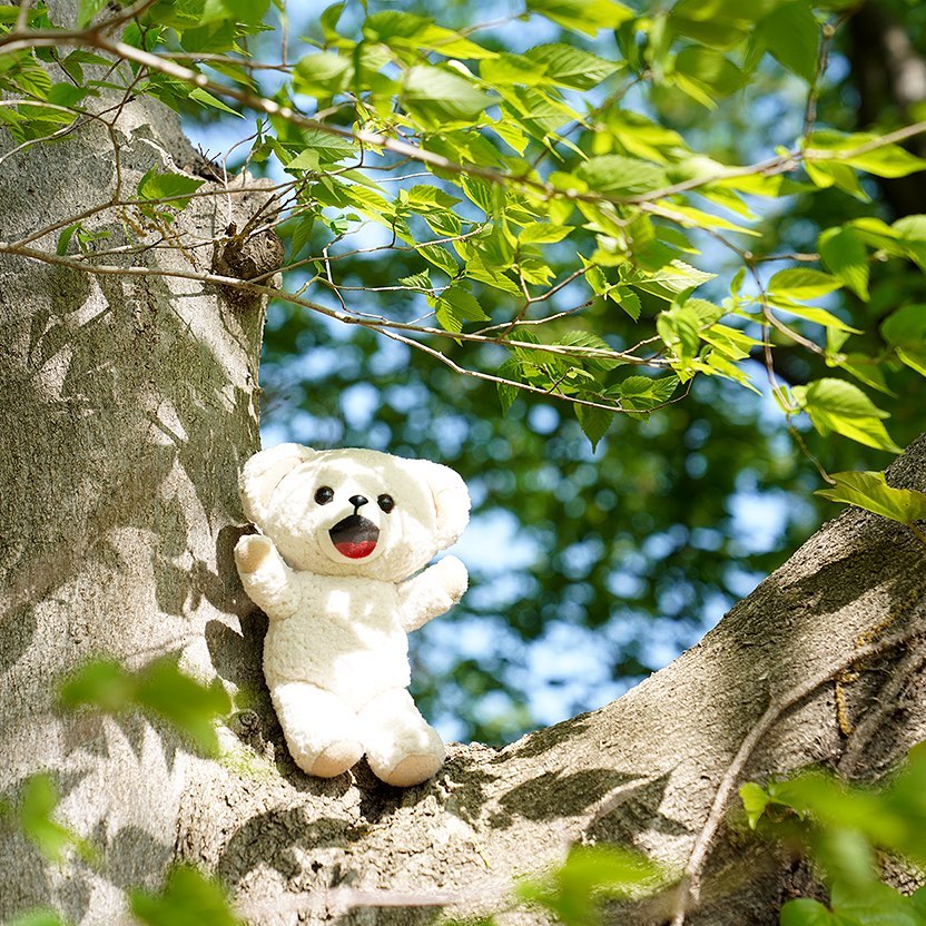 fafa_bear's tweet image. きようはあつい～☆
ねちゅうしょうにきをつけよう♪