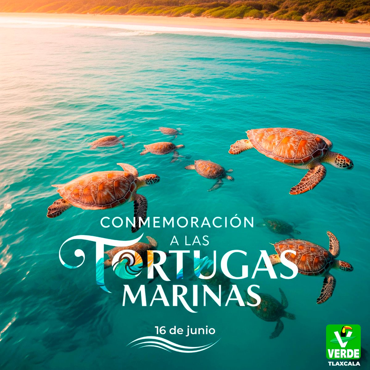 Hoy conmemoramos el Día Mundial de las Tortugas Marinas, honrando a estas resilientes criaturas que enfrentan desafíos como la contaminación y la pérdida de hábitats. Su presencia en nuestros océanos es un testimonio de la belleza y fragilidad de nuestro planeta. #SomosVerdes