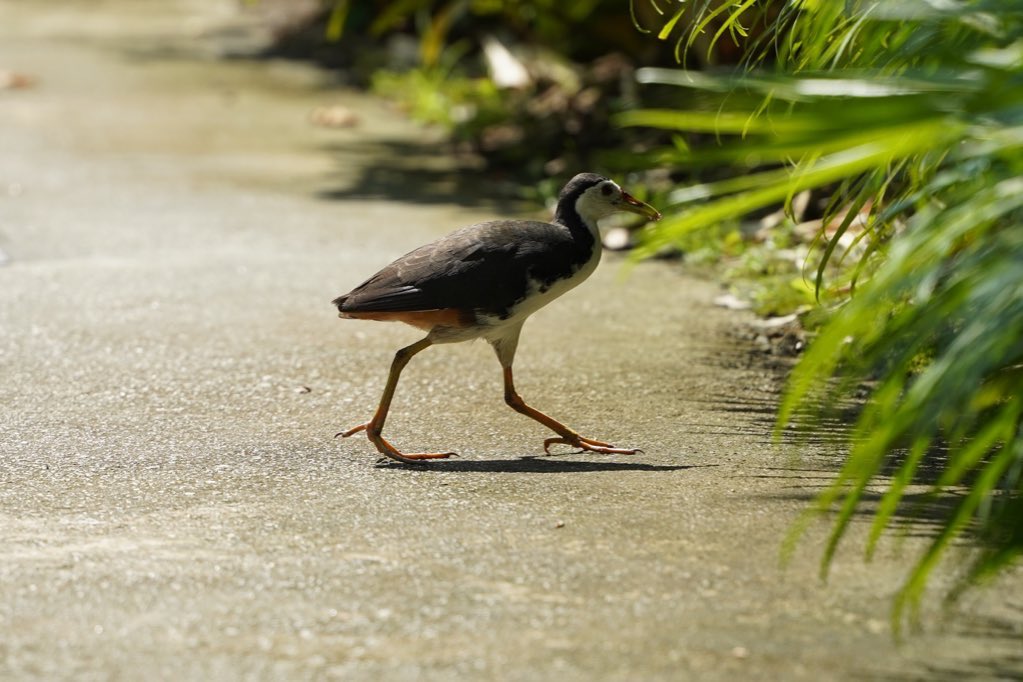 BearGyro's tweet photo. Guys i got into wildlife photography recently i need some money to fund the hobby if yall are interested i might have to start selling SOME products at a very  infrequent frequency https://t.co/7bvG8t6N1w
