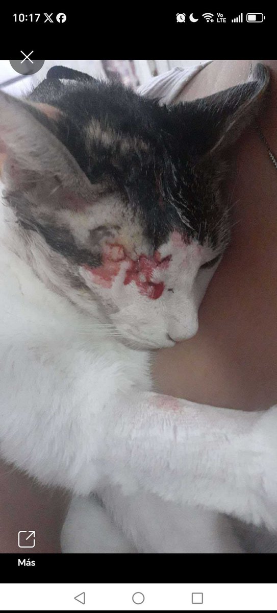 Necesito asesoría y presión, nos están reportando qué en xochimilco un vecino se compró y un rifle de diabolos para agredir gatos, causando la pérdida de un ojo de uno y el otro tiene el diabolo incrustado, ya pusieron la denuncia ante el mp pero no hacen caso.

Ya fue la policía