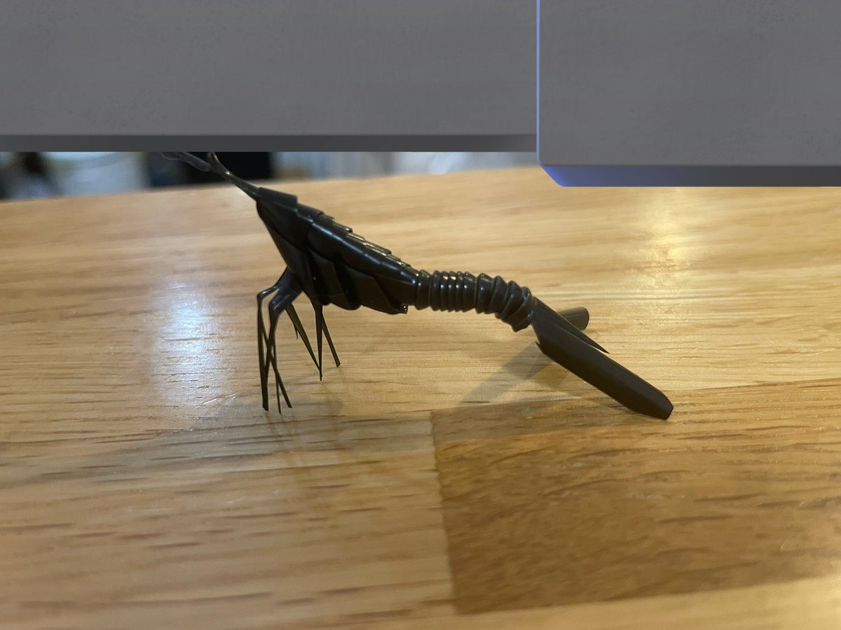 左上からシャルロット、エビザベス、
エビリス、デエビッド