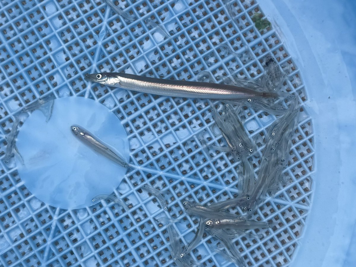 あら、お久しぶりです幻の魚さん!!