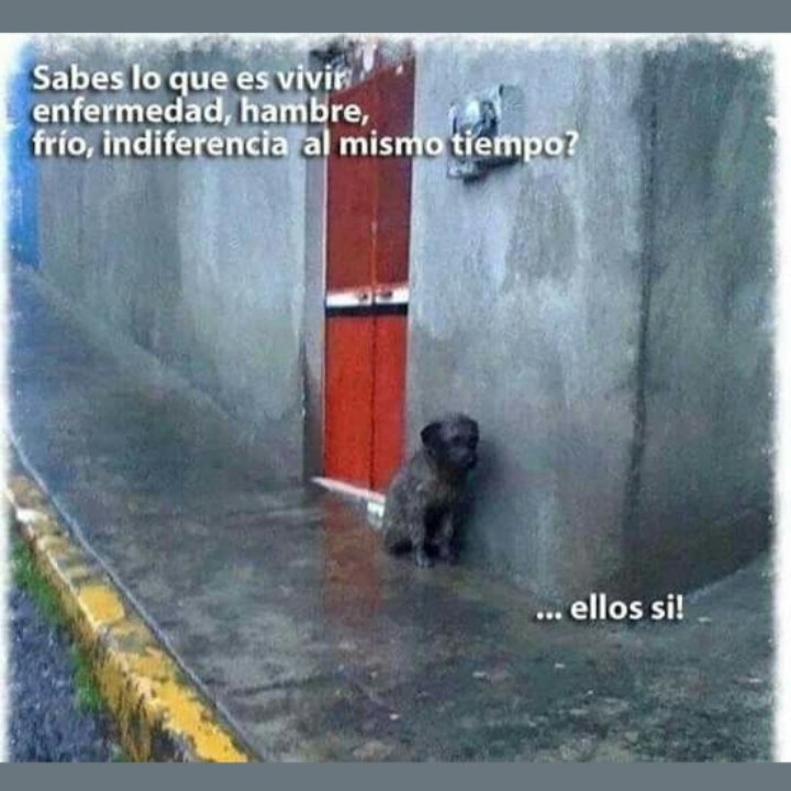 🧡🐾👇🏻

👉🏻 No seas indiferente.

#AdoptaNoCompres
#TodaVidaVale