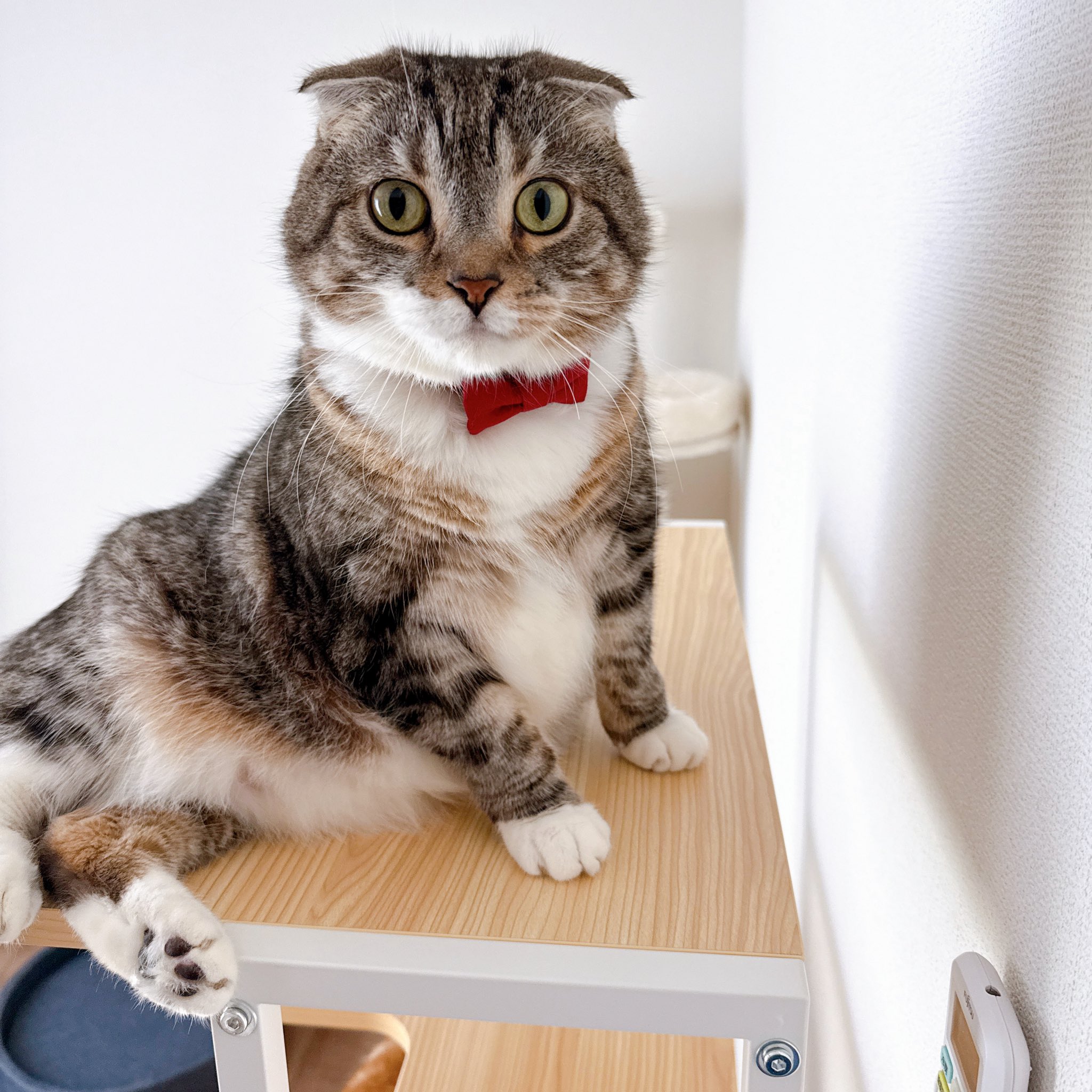 ねこぞー on X: 
