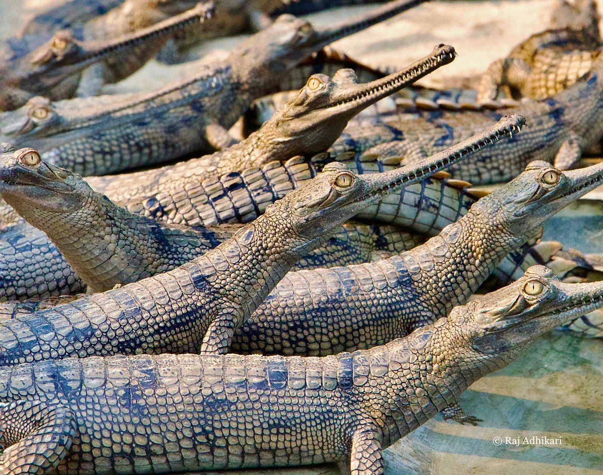 WWFNepal's tweet image. #WorldCrocodileDay
Gharials, one of the two species of crocodiles found in Nepal, are essential for river ecosystems, helping regulate fish populations and maintaining ecological balance.
Together, let’s raise awareness and protect these incredible creatures!
#TogetherPossible