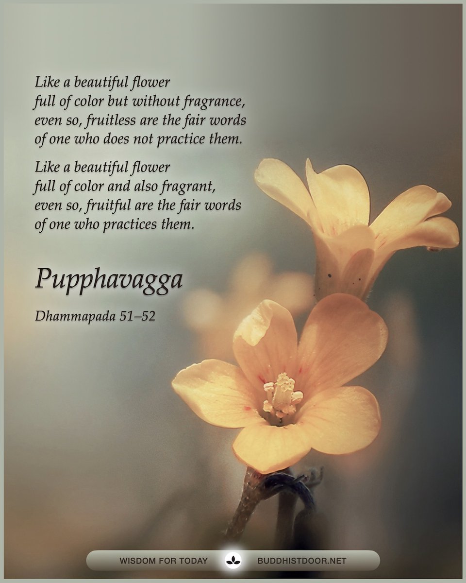 Buddhistdoor's tweet photo. Buddhistdoor Quote for Today: Pupphavagga, Dhammapada 51–52
🔗 Explore more at BDG: https://t.co/0CfdY1mc3g
#Buddhism #Buddha #Dharma #Dhamma #Theravada #PaliCanon #Tipitaka #Compassion #Enlightenment #Liberation #SpiritualGrowth #Awakening #Spirituality https://t.co/BzBMC9Yluu