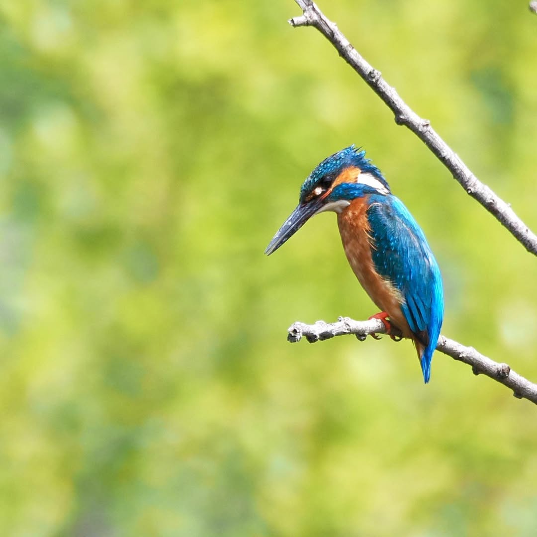 カワセミさん
いきなり飛んで来た😁
けど直ぐ飛んでったー😂
飛んだ方行ってみると
女の子いたー😆
けどまた直ぐ飛んでったー🤣