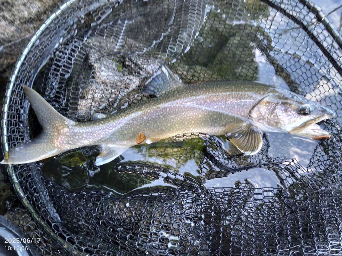 中禅寺湖なら下界より涼しいだろうと思いきや💦
全然涼しくない🤣
１２時半まで頑張ったけど暑いから帰る💨
とりあえず今回も３匹釣れたから良かった✨