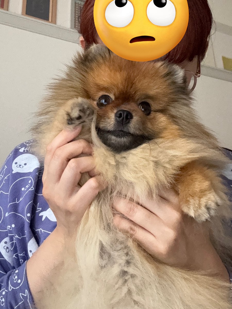 jun_pomeranian's tweet image. 朝からお兄ちゃんの前でオシッコぶち撒けて遠吠えでかまちょ炸裂した子を叱って反省ポーズさせた顔がこちらです