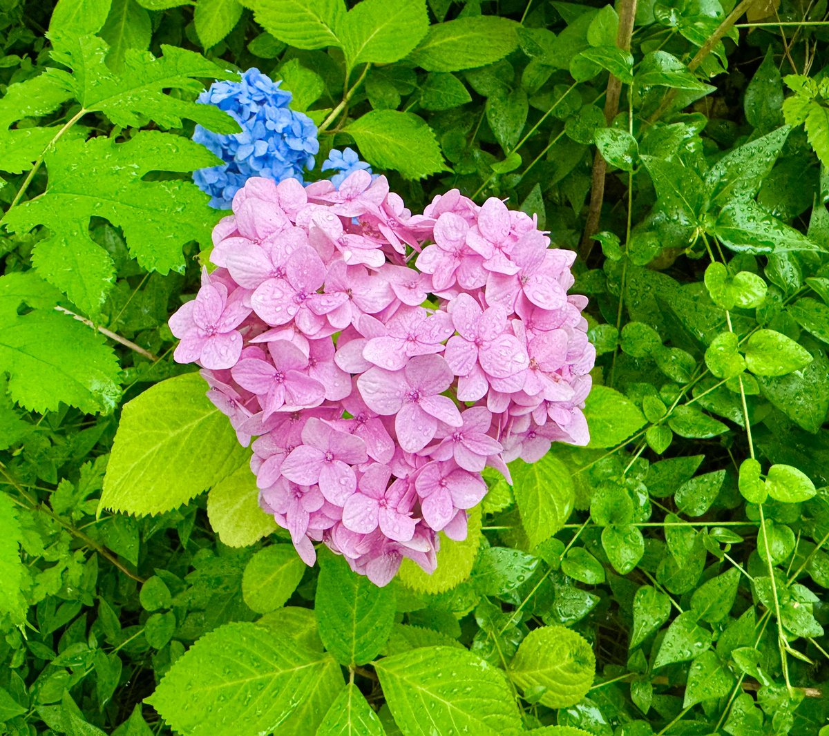 暑いーー！！！！
暑さ対策、水分補給を忘れずに！！！！

ハート紫陽花🫶🏻