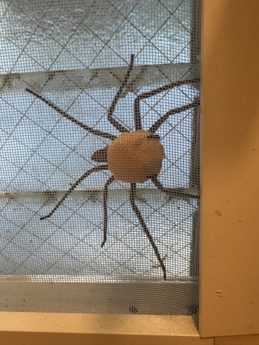 この蜘蛛どうなってるの？
抱卵？