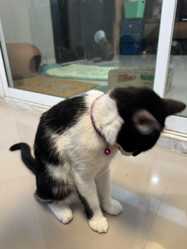 Catster & Co บ้านพักพิงแมวจร tweet media
