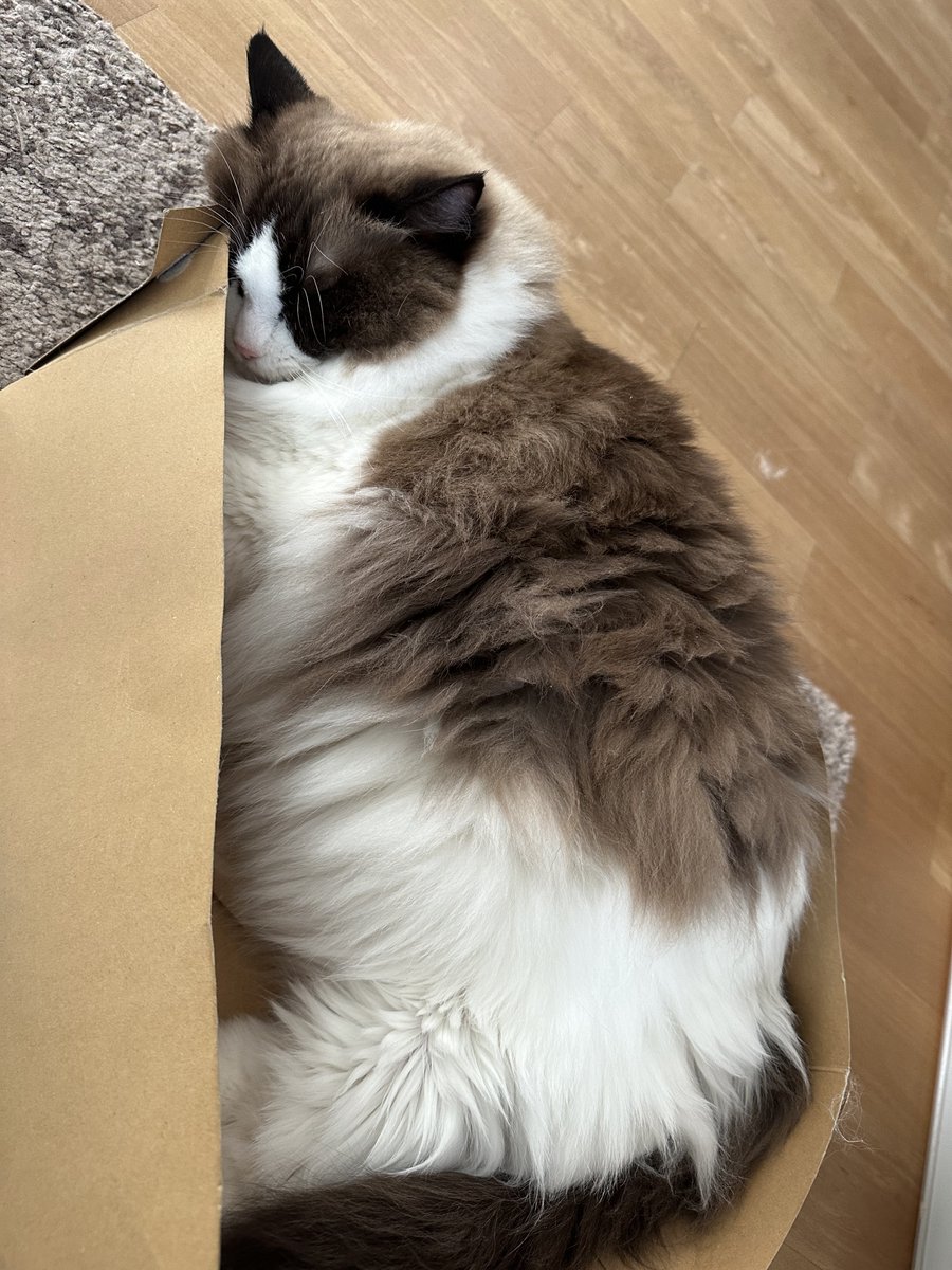 RARE CAT Picture -&gt; 1 sleeping cat