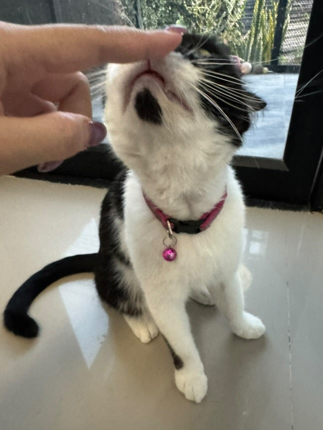 Catster & Co บ้านพักพิงแมวจร tweet media