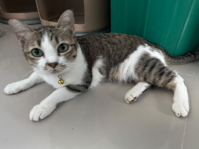 Catster & Co บ้านพักพิงแมวจร tweet media