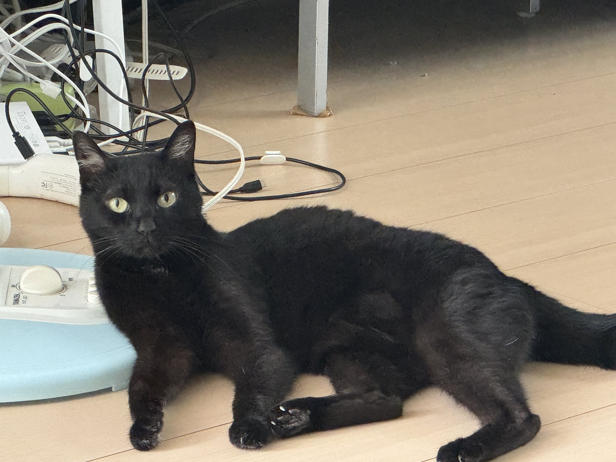 ちあきらいし on X: 