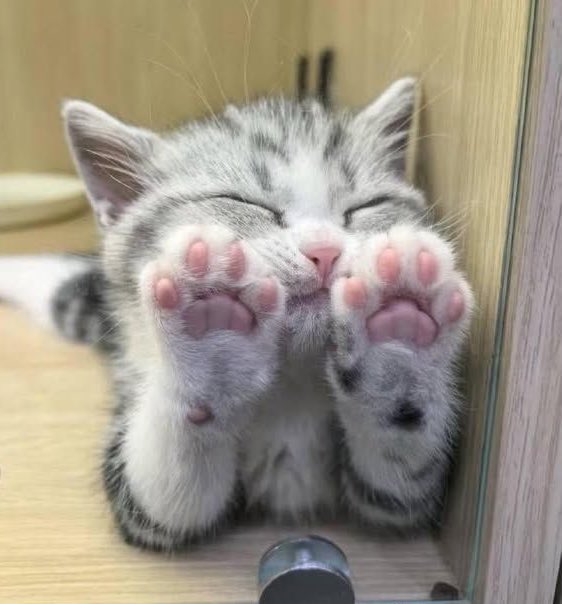 cutiebabebin's tweet image. 