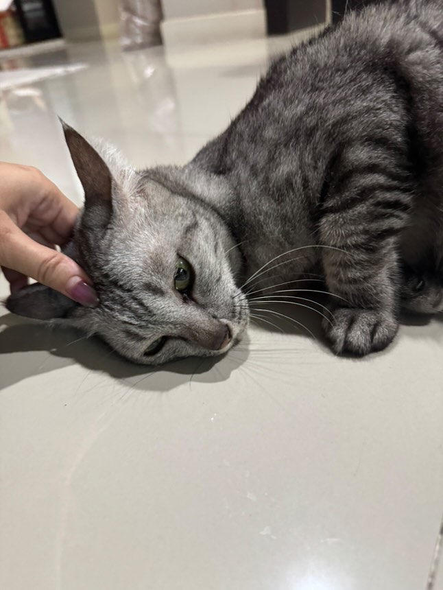 Catster & Co บ้านพักพิงแมวจร tweet media