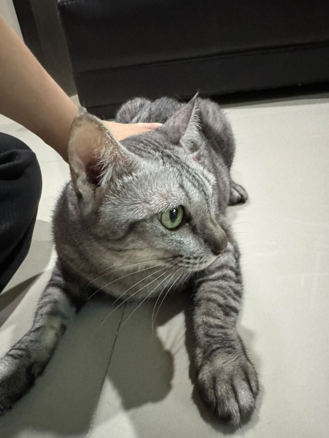 Catster & Co บ้านพักพิงแมวจร tweet media